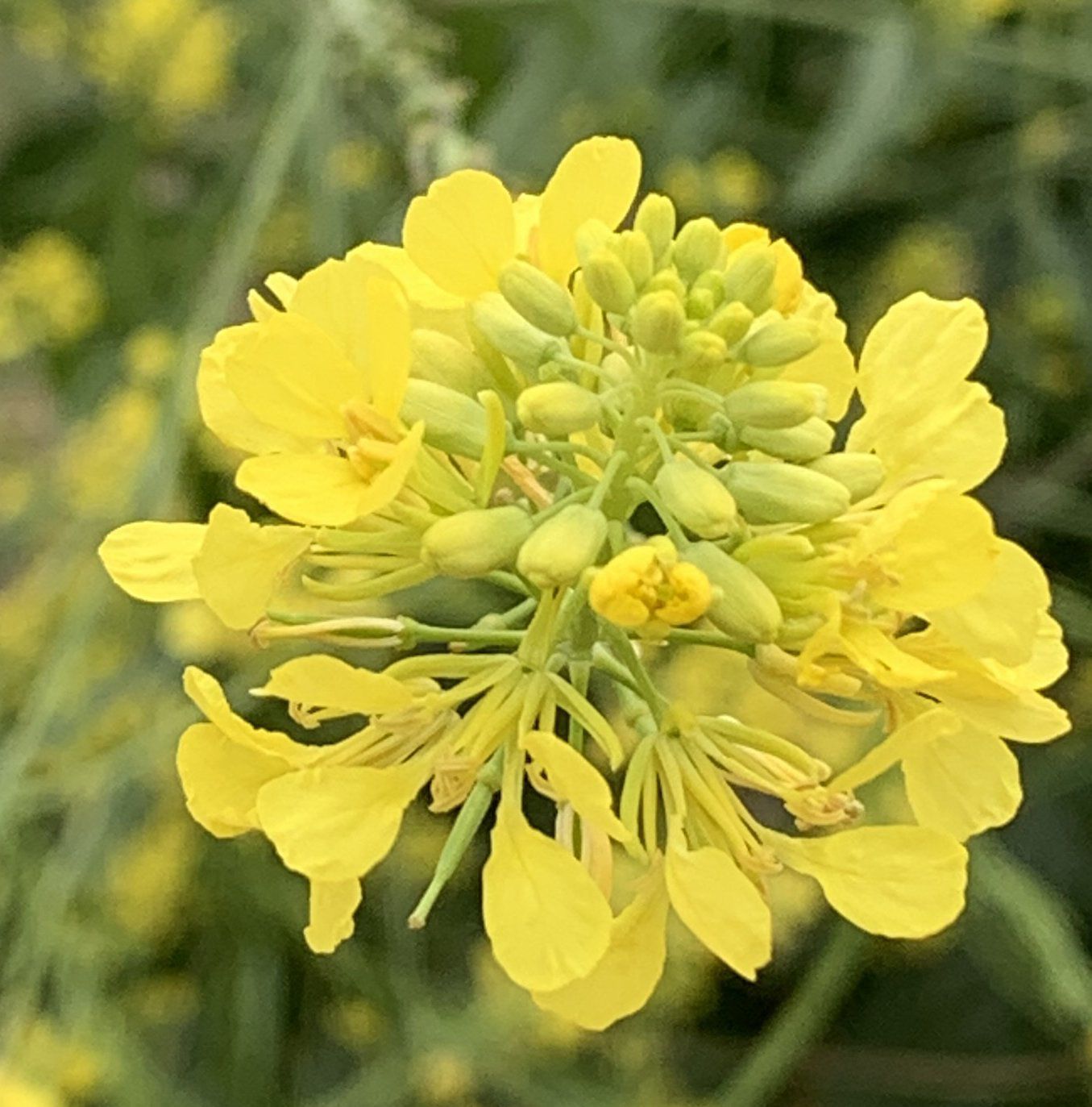 Black Mustard blossom